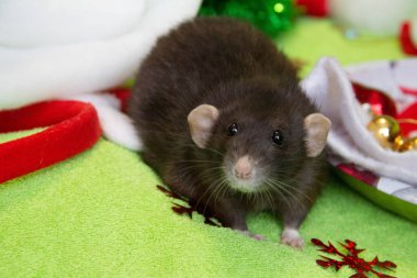 Noel 'de siyah bir farenin portresi. Yeni yıl, Fare Yılı 'dır. Yılın sembolü bir faredir. Noel faresi.