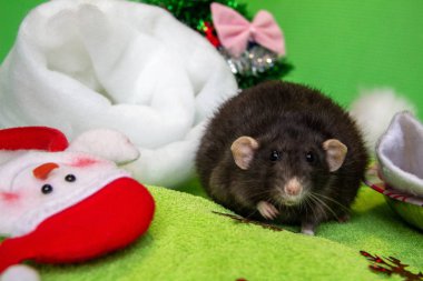 Noel 'de siyah bir farenin portresi. Yeni yıl, Fare Yılı 'dır. Yılın sembolü bir faredir. Noel faresi.