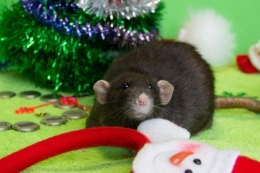 Noel 'de siyah bir farenin portresi. Yeni yıl, Fare Yılı 'dır. Yılın sembolü bir faredir. Noel faresi.