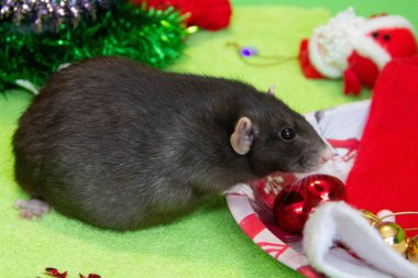 Noel 'de siyah bir farenin portresi. Yeni yıl, Fare Yılı 'dır. Yılın sembolü bir faredir. Noel faresi
