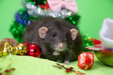 Noel 'de siyah bir farenin portresi. Yeni yıl, Fare Yılı 'dır. Yılın sembolü bir faredir. Noel faresi