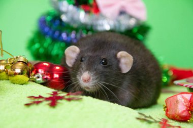 Noel 'de siyah bir farenin portresi. Yeni yıl, Fare Yılı 'dır. Yılın sembolü bir faredir. Noel faresi