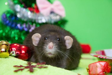 Noel 'de siyah bir farenin portresi. Yeni yıl, Fare Yılı 'dır. Yılın sembolü bir faredir. Noel faresi
