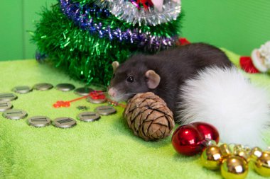 Noel 'de siyah bir farenin portresi. Yeni yıl, Fare Yılı 'dır. Yılın sembolü bir faredir. Noel faresi