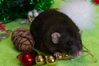 Noel 'de siyah bir farenin portresi. Yeni yıl, Fare Yılı 'dır. Yılın sembolü bir faredir. Noel faresi