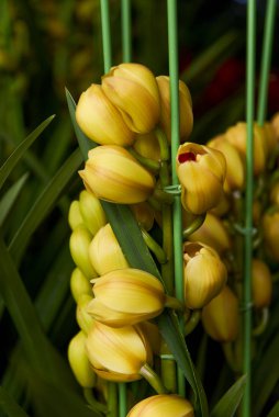 Çin Yeni Yılı için Turuncu Orkide