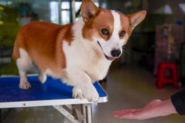 Şirin, şişman bir Corgi köpeği.