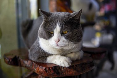 Şirin, mavi, beyaz, midesi üzerinde dinlenen İngiliz bir kedi.