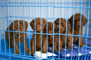 Five teddy puppies in a cage clipart