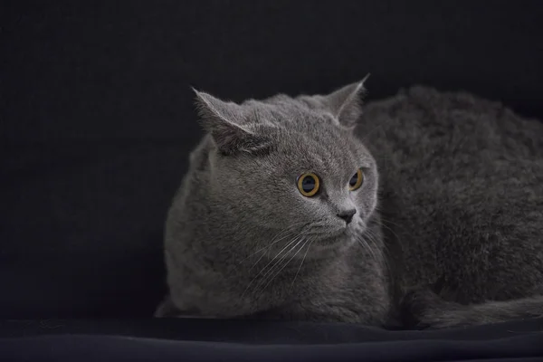 Закрыть Симпатичную Английскую Короткошерстную Кошку — стоковое фото