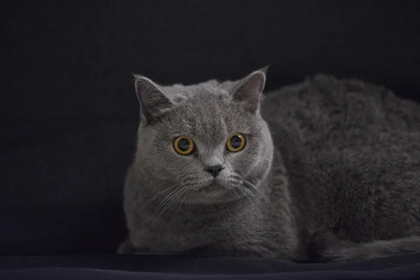 Close Cute Czech Shorthair Cat — Stock fotografie