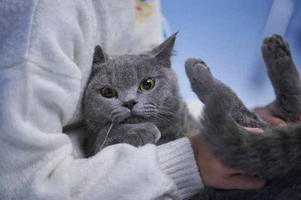 Dekat Dari Kucing Bulu Pendek Inggris Yang Lucu — Stok Foto