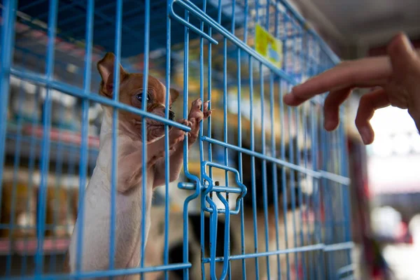 A Corgi puppy teased in a cage