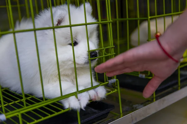 Amused Samoyed Dog Cage — Stock Photo, Image