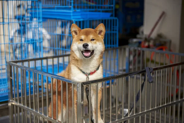 Domestic Japanese Akita Dog Iron Fence — Stock Photo, Image