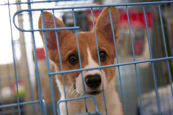 Kogi Pup Cage — Stock Photo, Image