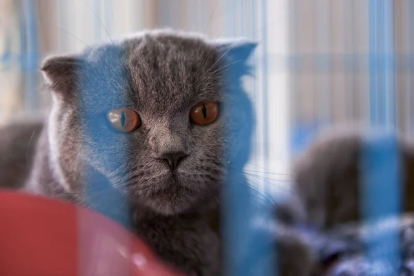 一种英式短毛猫 灰蓝色的耳朵折叠在笼中 — 图库照片