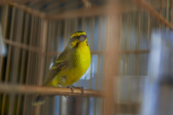 Lindo Pájaro Guisante Verde Una Jaula —  Fotos de Stock