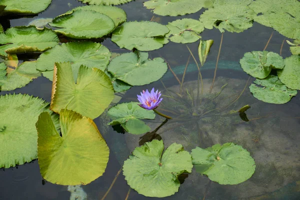 Blooming Beautiful Water Lily — 스톡 사진