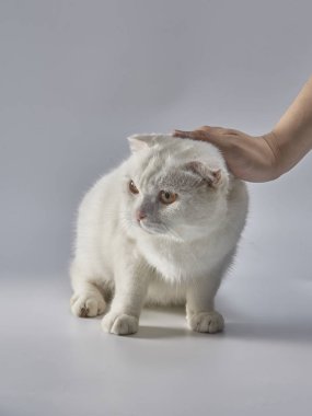 Şirin beyaz İngiliz kısa saçlı kedi, katlanmış kulak kedisi.