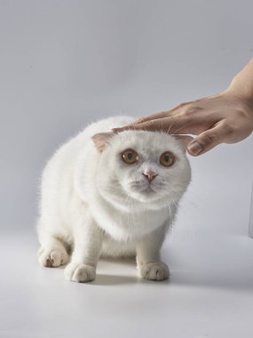 Şirin beyaz İngiliz kısa saçlı kedi, katlanmış kulak kedisi.