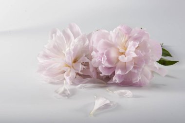 Beyaz arka planda gelişen peeonia lactiflora