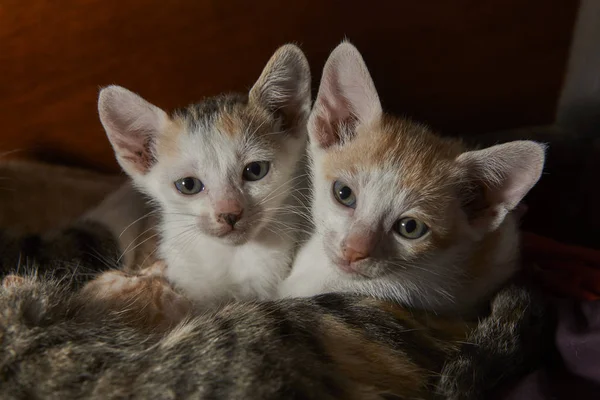 Zwei Süße Babykatzen — Stockfoto