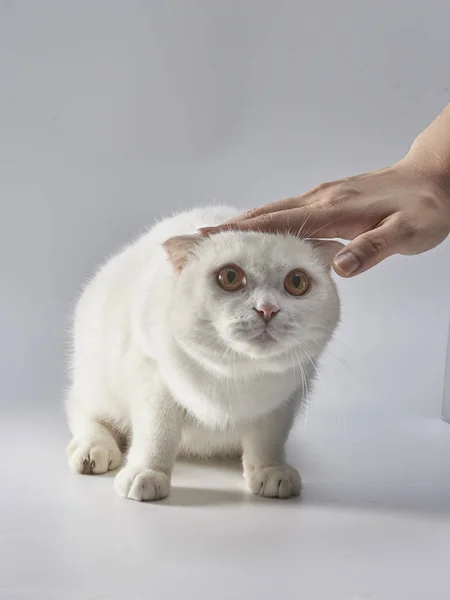 可爱的英国短毛猫 折叠的耳朵猫 — 图库照片