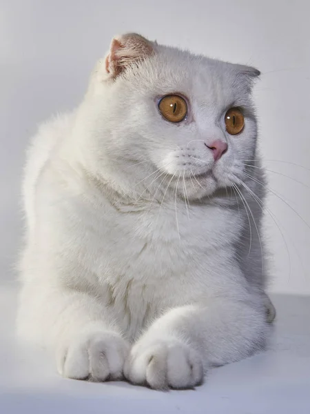 Gato Cabelo Curto Britânico Branco Bonito Gato Orelha Dobrada — Fotografia de Stock