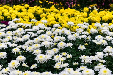 Blooming white and yellow chrysanthemum flowers