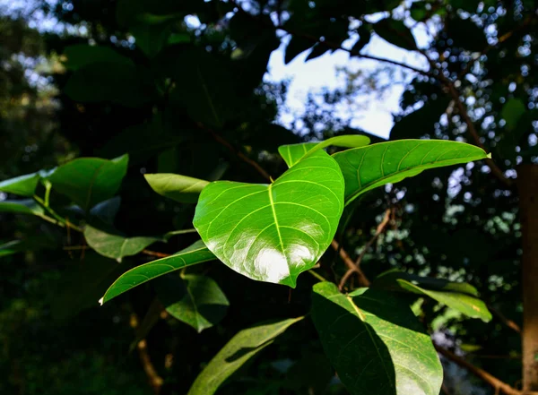 Close Reflective Green Leaf — 图库照片