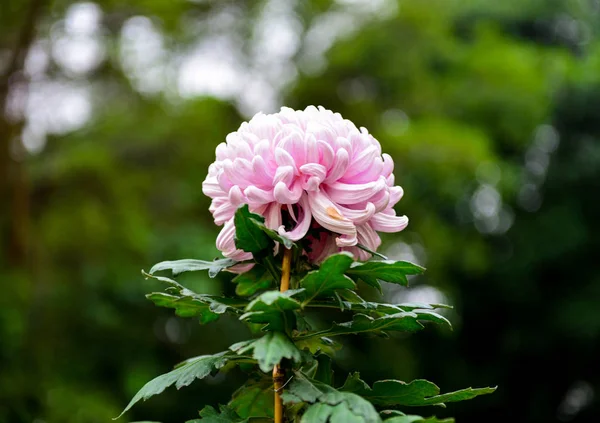 Close Blooming Pink Chrysanthemum — Stockfoto