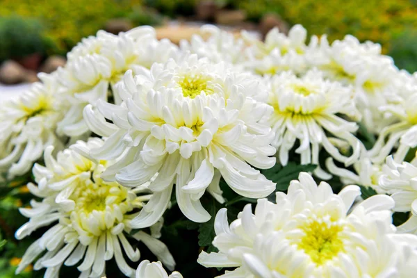 Grande Crisântemo Branco Plena Floração — Fotografia de Stock