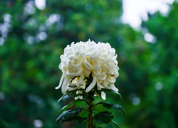 Close Florescer Crisântemo Branco — Fotografia de Stock
