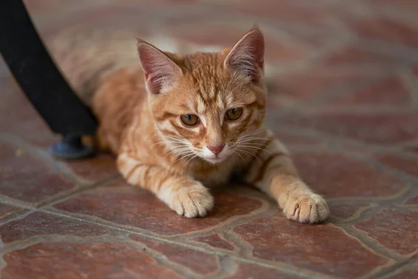 Detailní Záběr Oranžové Domácí Kočky — Stock fotografie
