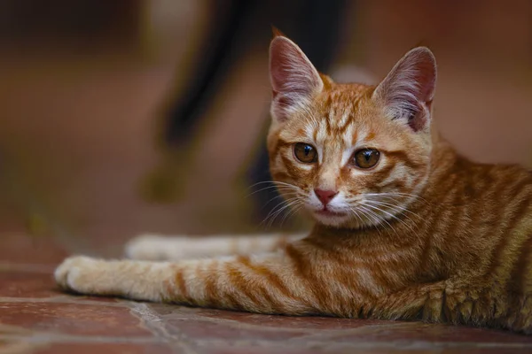 Close Orange Domestic Cat — Stock Photo, Image