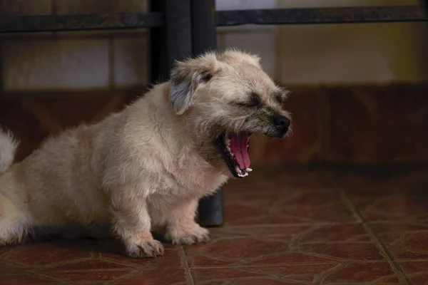 Cute Little Dog Yawning — Stock Photo, Image