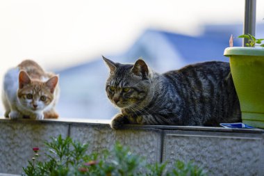 Güneşin tadını çıkaran iki sevimli evcil kedi.