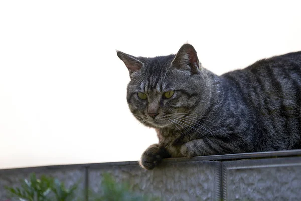 Närbild Grårandig Civet Katt — Stockfoto