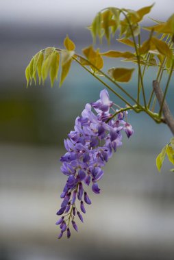 Çiçek açmış bir demet salkım.