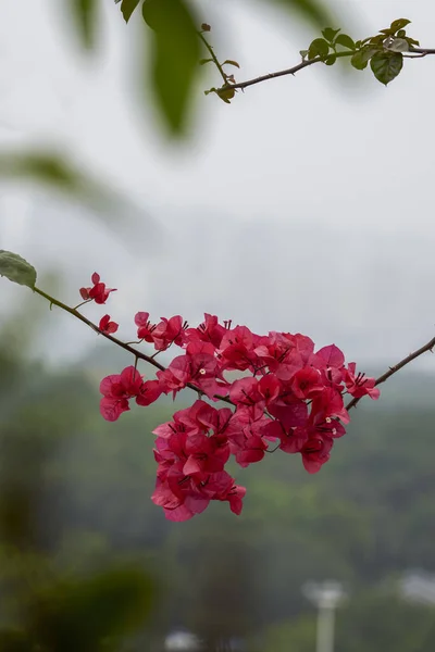 Een Cluster Van Bloeiende Rode Bougainvillea — Stockfoto