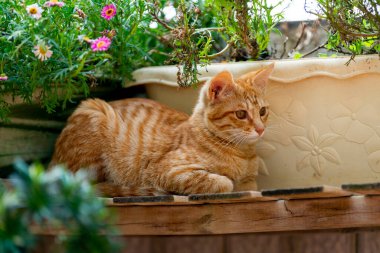 Turuncu çizgili evcil kedi ahşap bir çiçek çubuğunda dinleniyor.