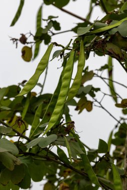 Bauhinia ağacının uzun biçimli meyvesine yakın çekim