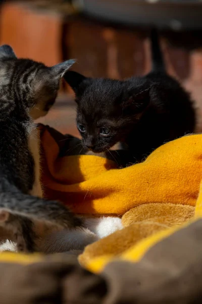 可愛い黒子牛猫子猫 — ストック写真