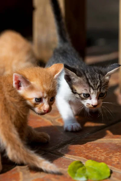 Две Милые Маленькие Молочные Кошки Играют Котята — стоковое фото