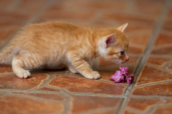 Słodki Pomarańczowy Kotek Kotek — Zdjęcie stockowe
