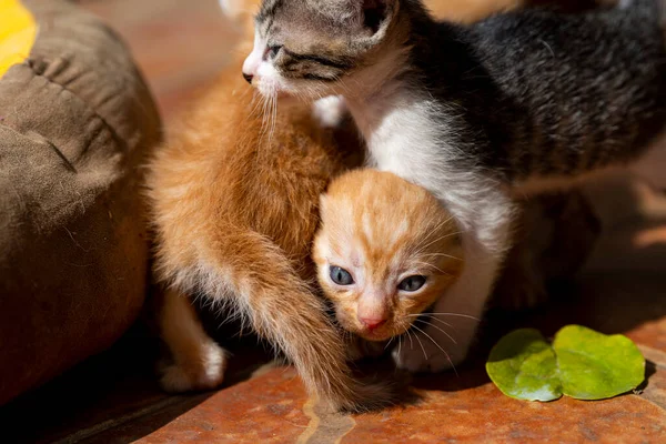 Гнездо Милых Маленьких Молочных Котов Играющих Котят — стоковое фото