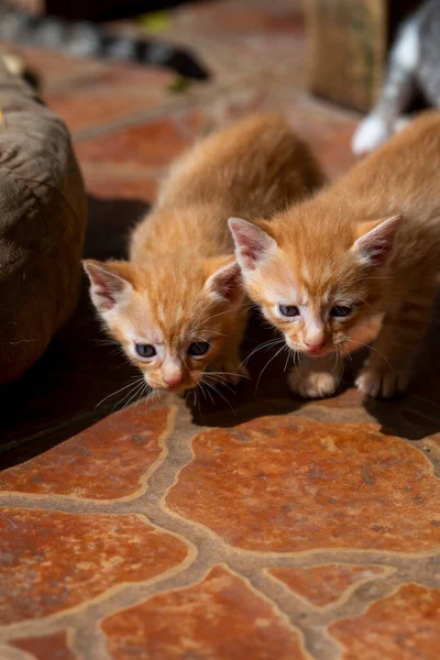 Due Simpatici Gatti Latte Che Giocano Gattini — Foto Stock