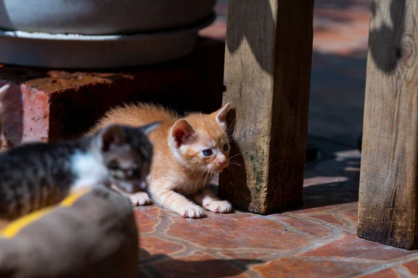 Due Simpatici Gatti Latte Che Giocano Gattini — Foto Stock