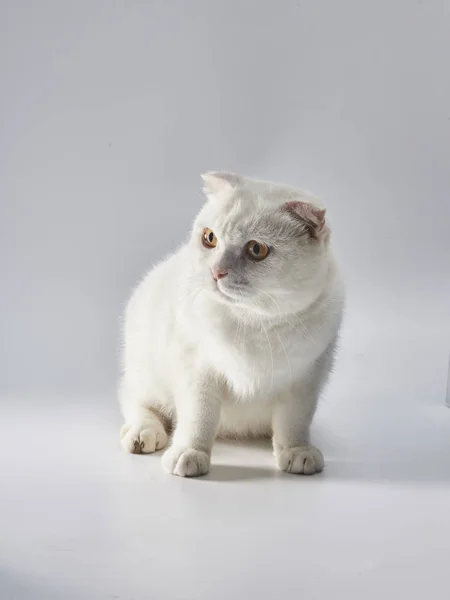 Mignon Chat A Poil Court Britannique Blanc Chat A L Oreille Pliee Couleur Blanche Animaux Stock Photo Mignon Chat A Poil Court Britannique Blanc Chat A L Oreille Pliee Couleur Blanche Animaux Stock Photo